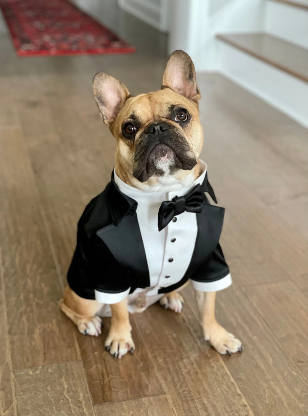Handmade Dog Tuxedo • Custom Wedding Outfit for French Bulldogs - Etsy | Etsy (US)