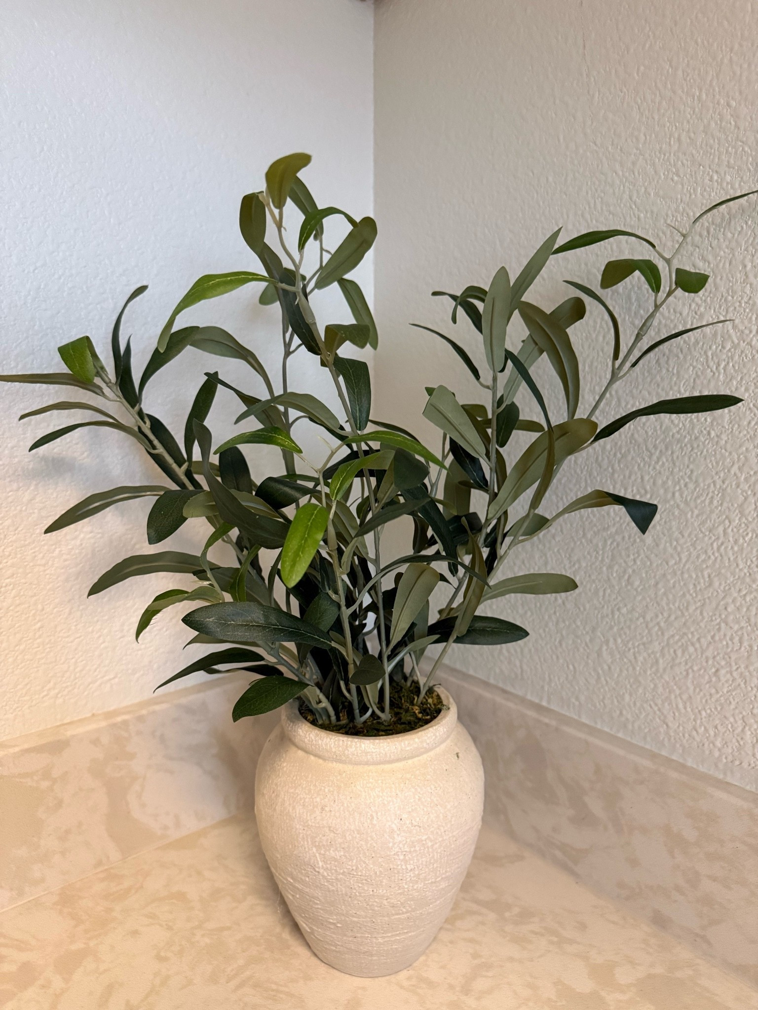 The cutest little olive plant for a nightstand/ bathroom/ laundry room!

#LTKdayinmylife #LTKHome