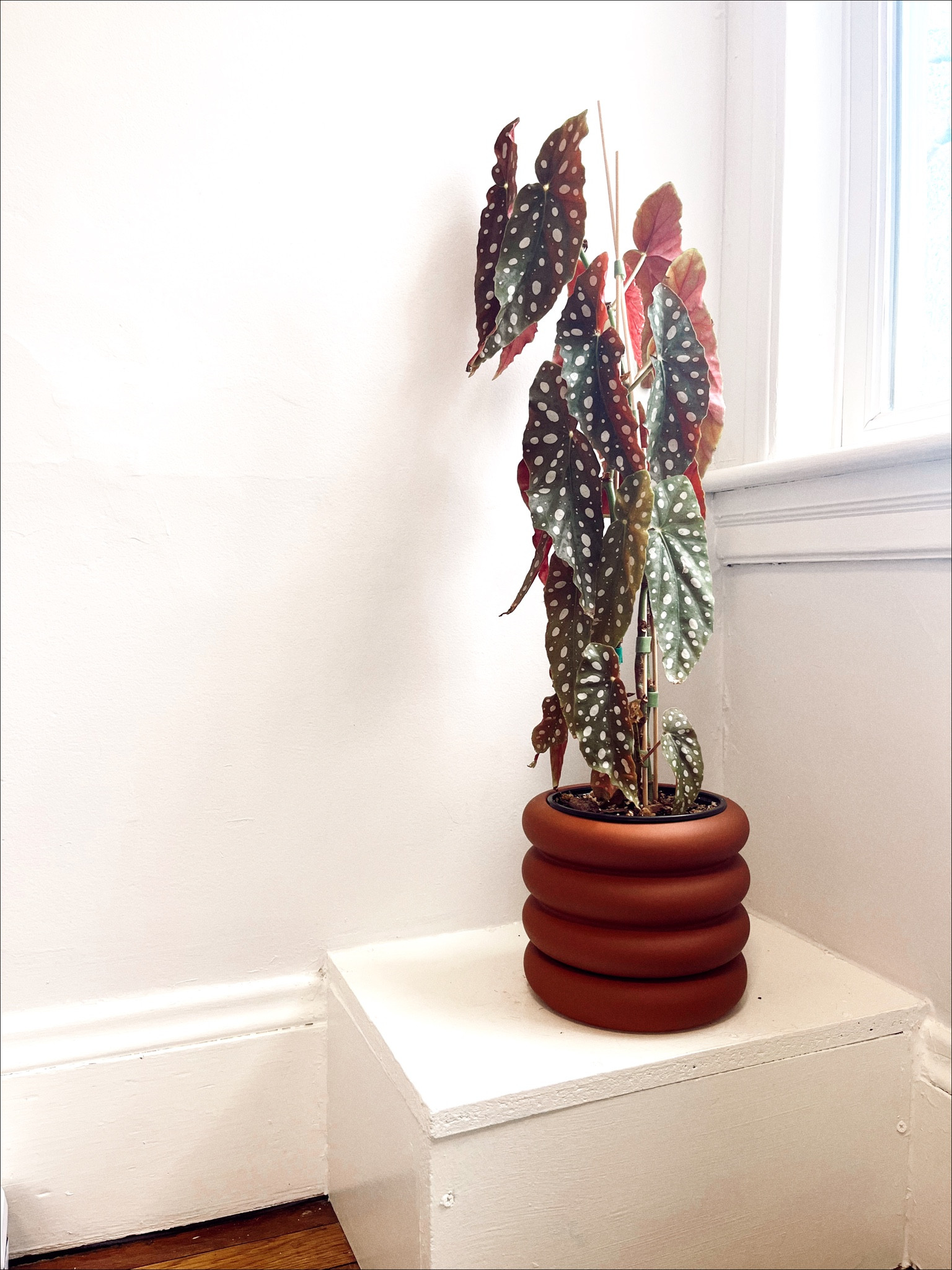 a gr8 home for your plant pal. drainage hole and tray! #wayday #vipsale #jossandmain

#LTKhome #LTKGiftGuide #LTKsalealert