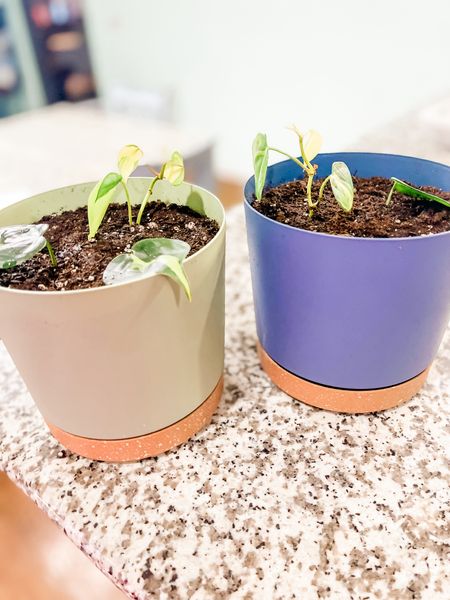 Self-Watering 6 Inch Planter

** make sure to click FOLLOW ⬆️⬆️⬆️ so you never miss a post ❤️❤️

📱➡️ simplylauradee.com

home decor | affordable home decor | cozy throw blanket | home finds | cozy home | welcome | home gadgets | cleaning | front porch | kitchen finds | kitchen gadgets | kitchen must haves | organization | kitchen organization | kitchen essentials | farmhouse | work from home | family friendly | target | target finds | target home | walmart | walmart finds | walmart home | amazon | found it on amazon | amazon finds | amazon home

#LTKhome #LTKSeasonal #LTKmidsize
