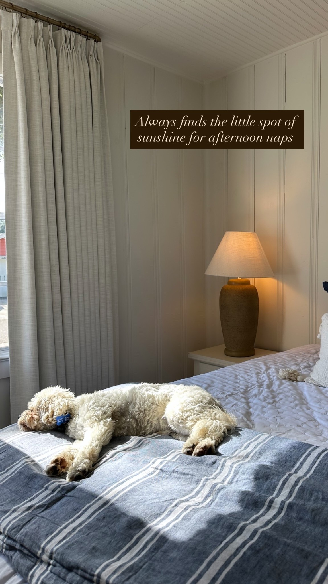 Always finds the little spot of sunshine for afternoon naps