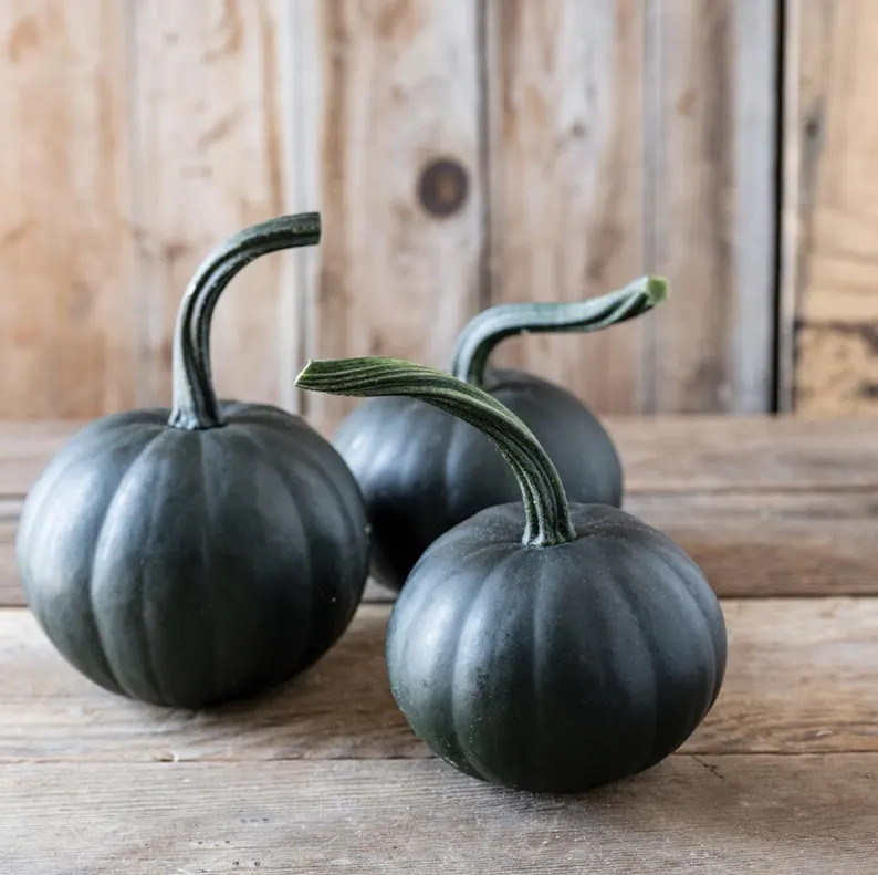Pumpkin Black Bear X 10 Seeds - Etsy | Etsy (US)