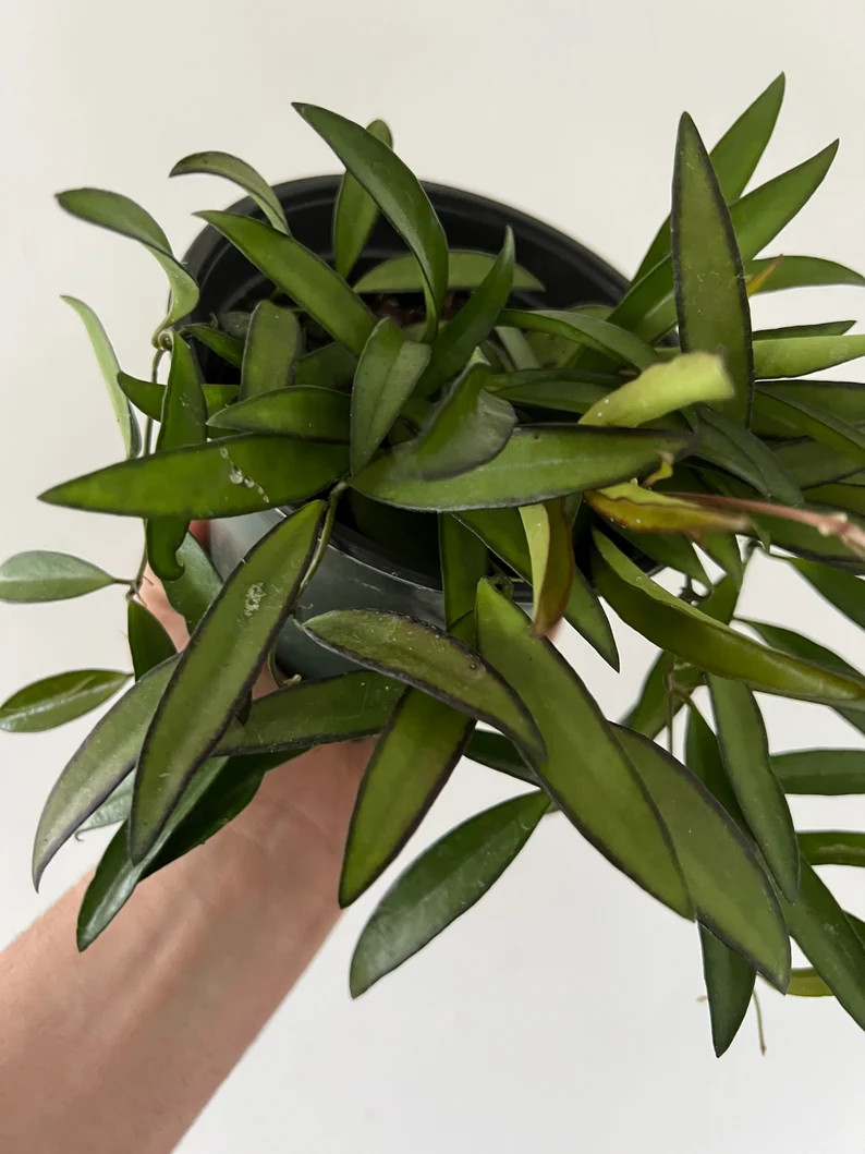 Hoya Wayetii Green - Dark Edged Hoya - Live Plant in 6” Pot | Etsy (US)