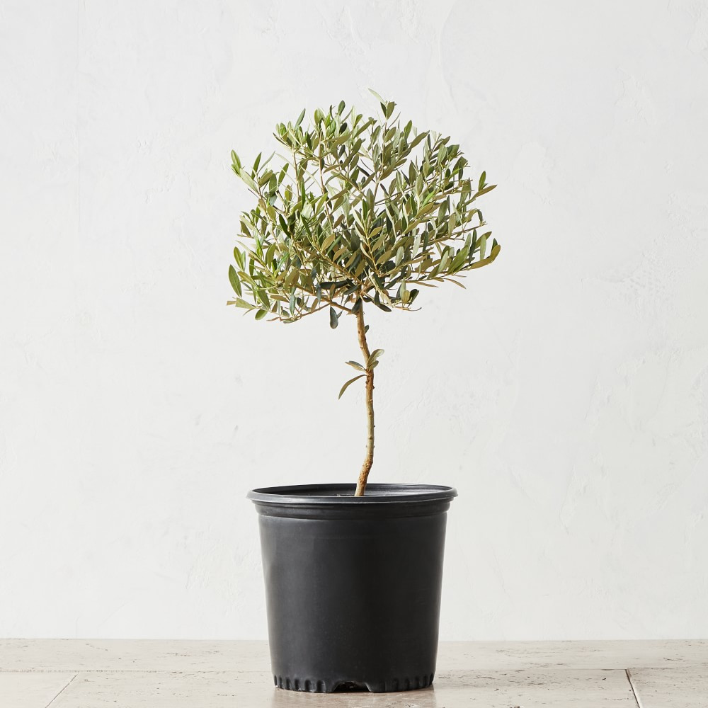 Live Alder & Oak Petite Patio Olive Tree, 20"-22" | Williams-Sonoma