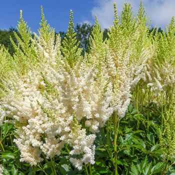 White Gloria Astilbe | Buy Astilbe Plants Online | Breck's | Brecks