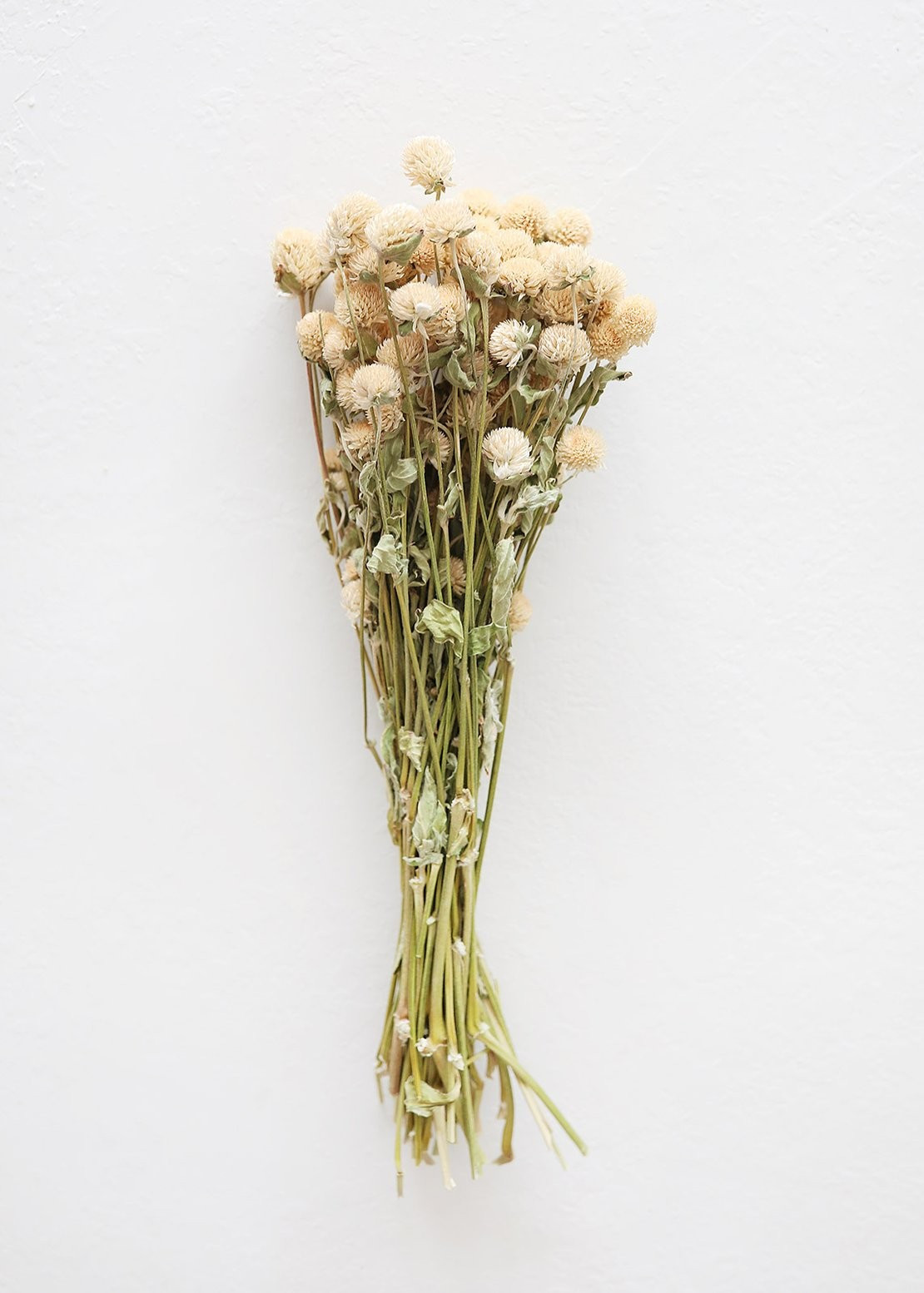 Air Dried Flowers Globe Amaranth in Cream Beige - 14-18" Tall | Afloral (US)