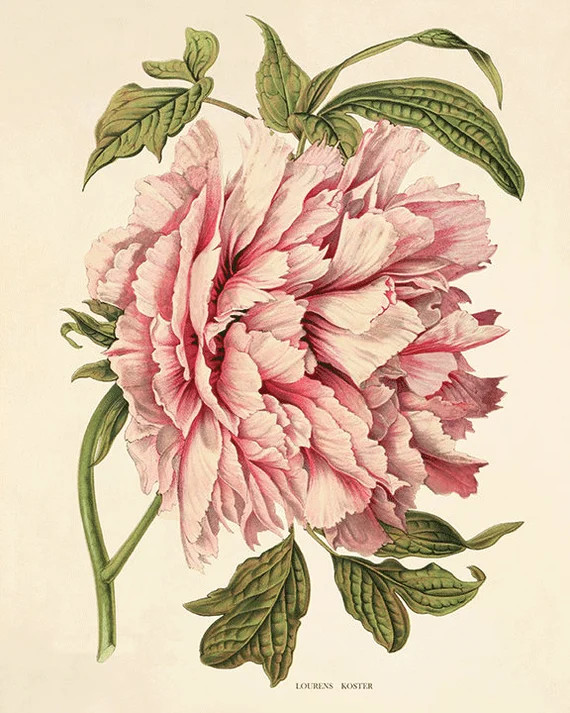 Pink Peony Art Antique Flower Art Print Antique Wall Art | Etsy Canada | Etsy (CAD)