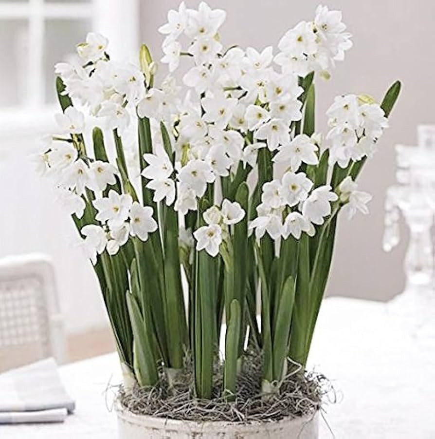 40 Ziva Paperwhites 14-15cm- Indoor Narcissus: Narcissus Tazetta: Nice, Healthy Bulbs for Holiday... | Amazon (US)