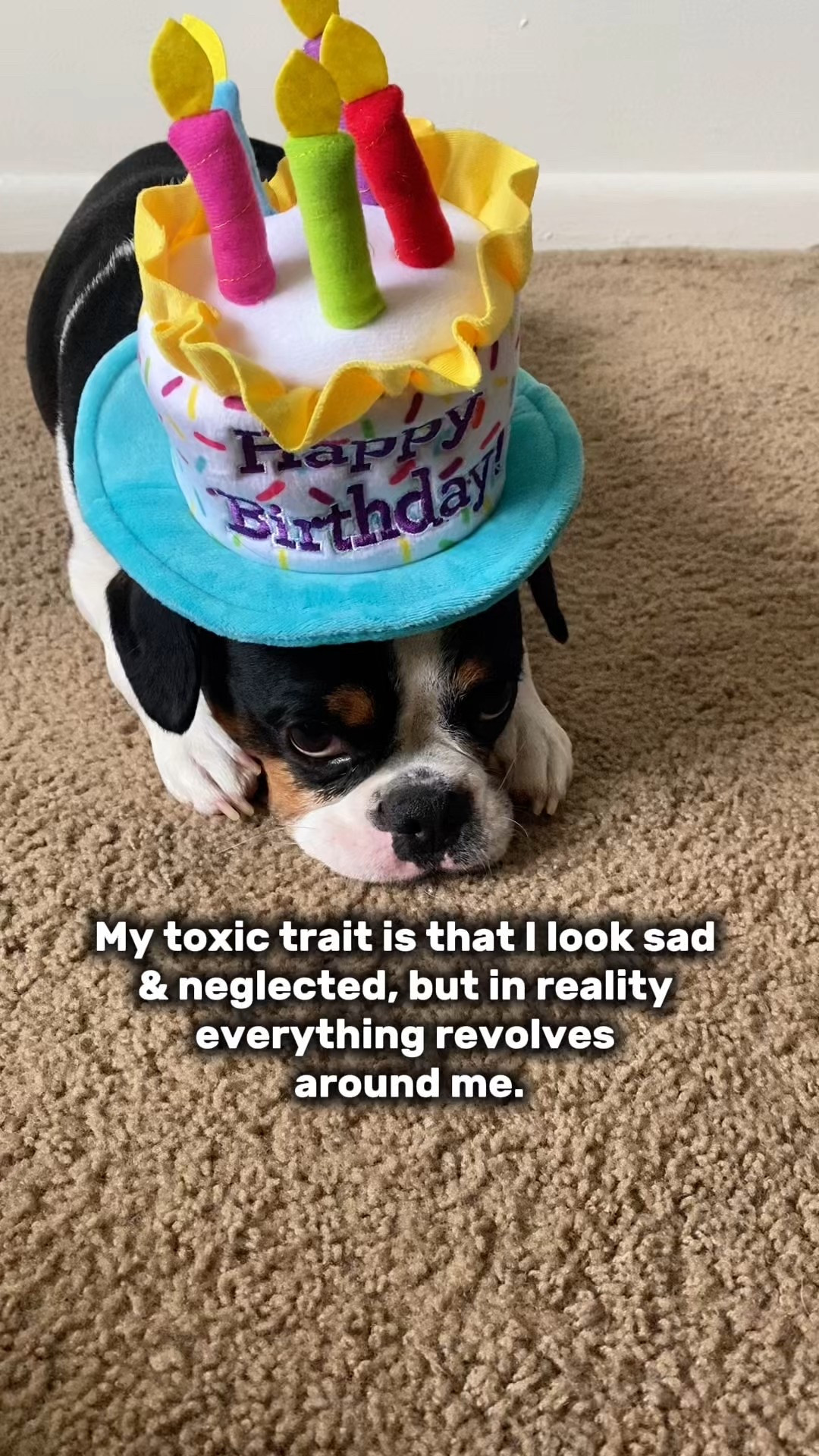 Dog parent life in one sentence: buying a birthday hat they didn’t ask for… and getting this look in return 😂

If you know, you know.

But tell me this—doesn’t he still look cute? 🎂🐶

📌Follow & subscribe for more funny dog videos, dog mom life, frenchie life, dog vlogs & routines, and more!


#LTKFindsUnder100 #LTKmomlife #LTKFindsUnder50