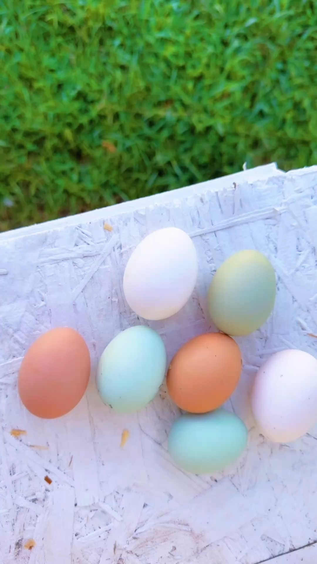 The best kind of Saturday morning in the country 🌾 - fetching rainbow 🌈 eggs 🥚 from our happy girlies 🐓🐓 and seeing the same sweet mama with her two baby deer 🦌