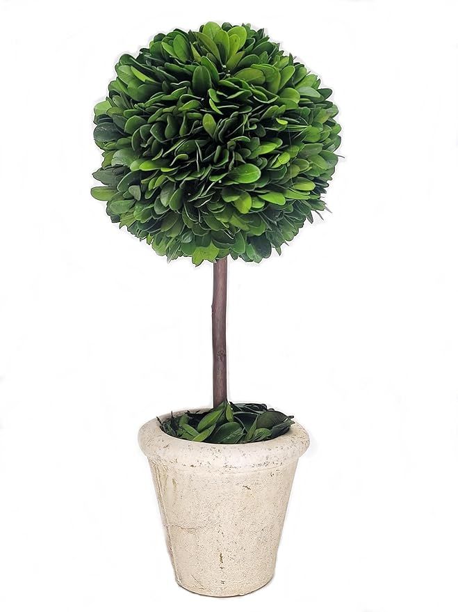 Preserved Boxwood Singel Ball Topiary 12" | Amazon (US)
