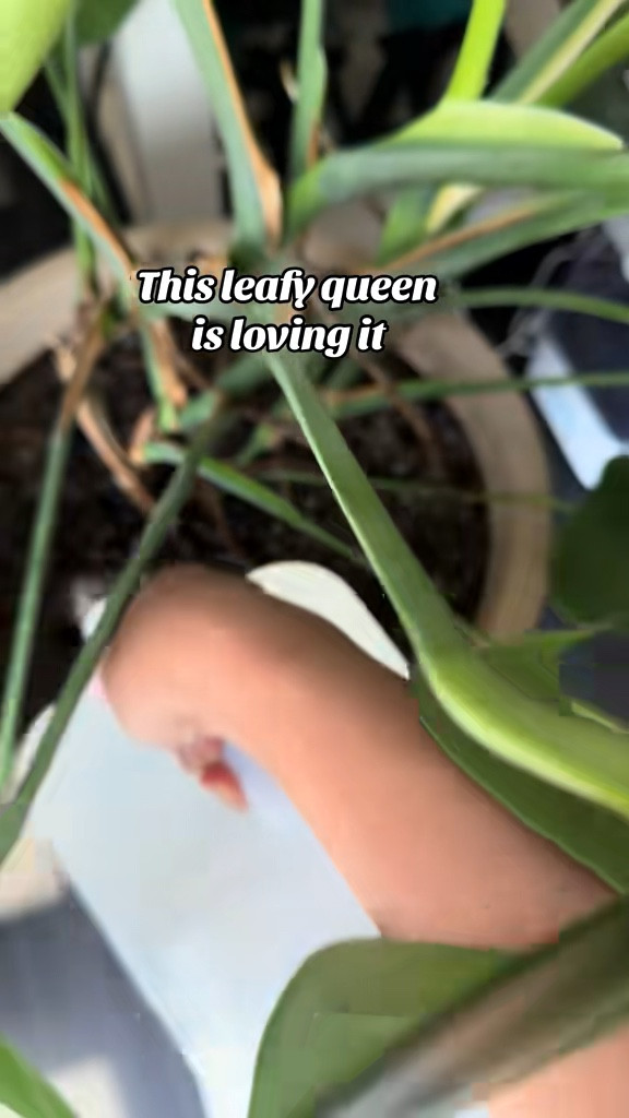 Healthy plants start here! I use Purived every single watering—just 1 capful per gallon, and each bottle makes 50 gallons!  


#LTKHome #LTKstorytime