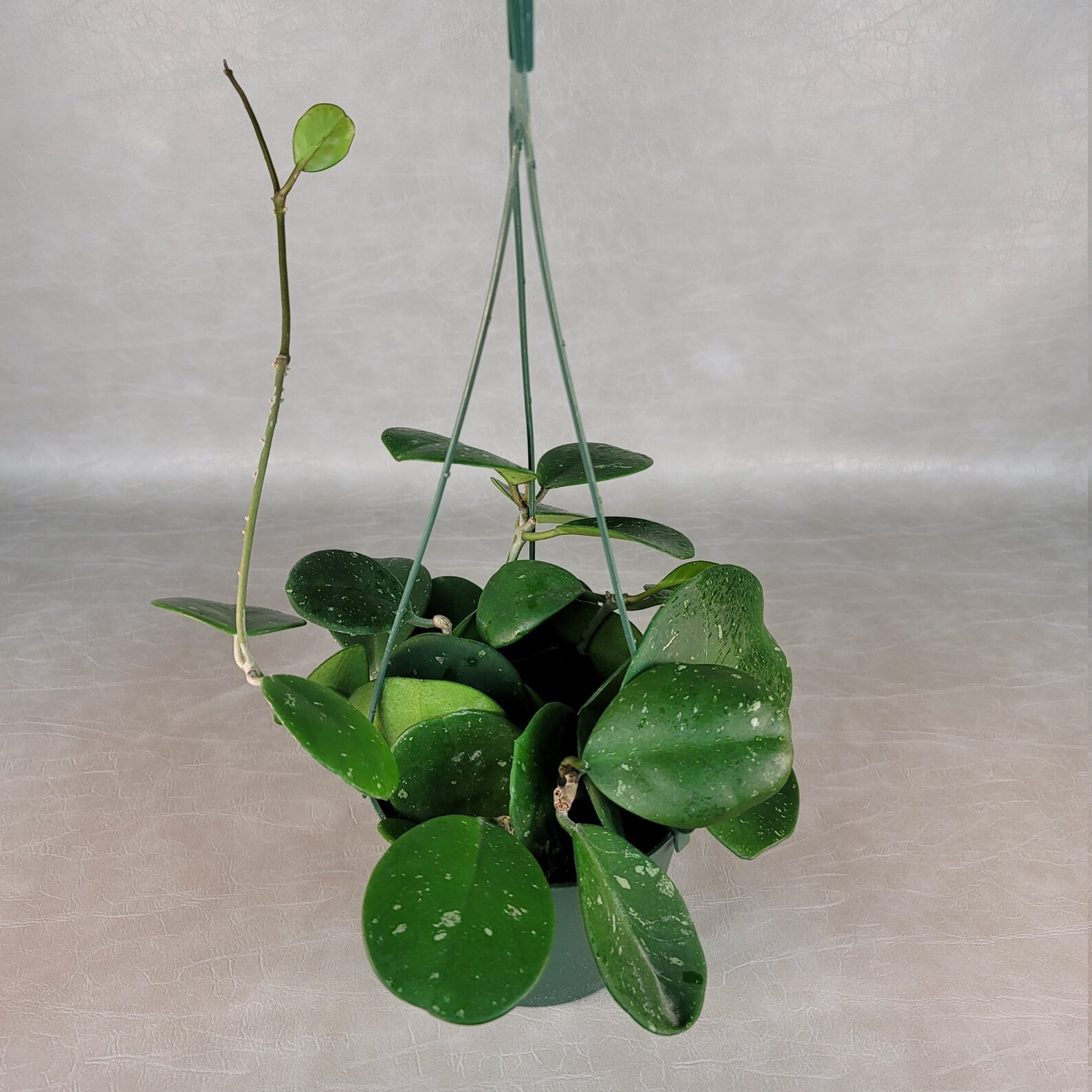 Hoya Obovata Splash / FREE SHIPPING / Available in Various Sizes / California Seller / Air Purify... | Etsy (US)