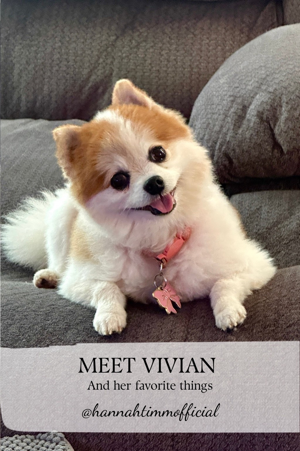 Vivian approved 🐾

Her everyday lineup: soft blankets, long walks, and a collar moment that somehow steals the whole look. Little luxuries, but make it hers. ✨