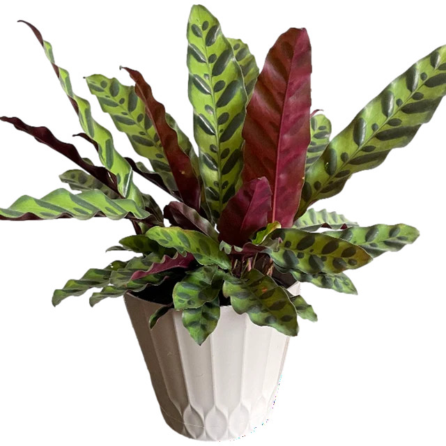 Masson Farms Live Plant 14in Tall Calathea Assorted Plant in 6in Premium 6in Deco Pot | Walmart (US)