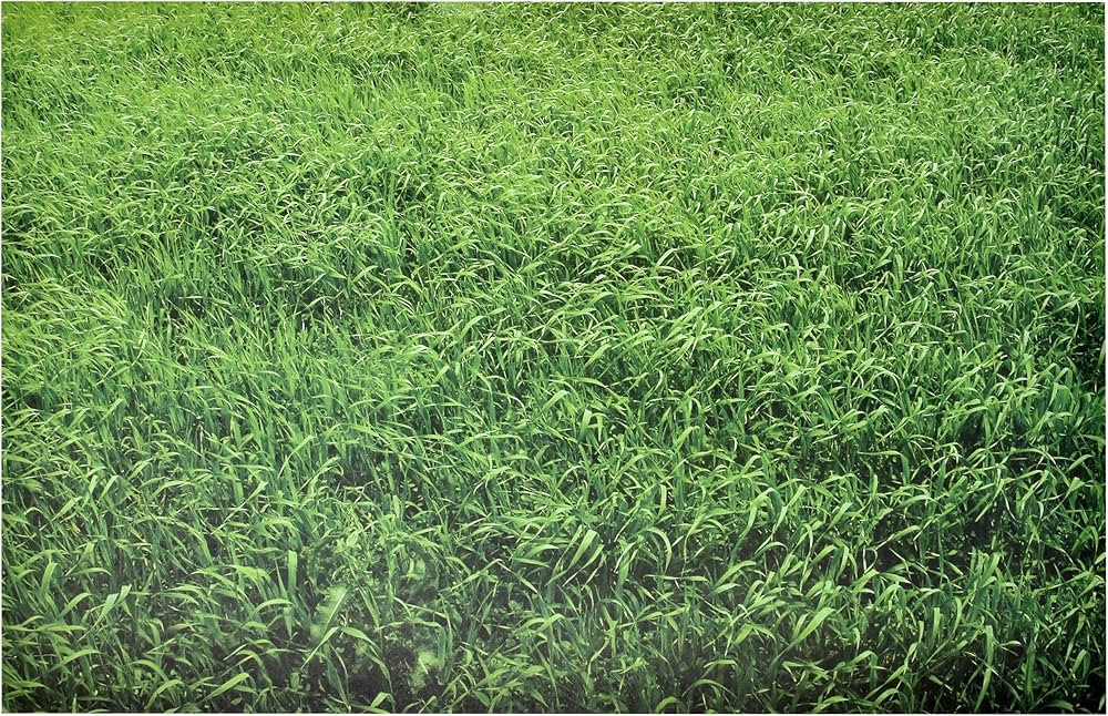 Disposable Grass Printed Paper Place Mats 50 Pack 11”x 17” Rectangle Green Grass Look Charger... | Amazon (CA)