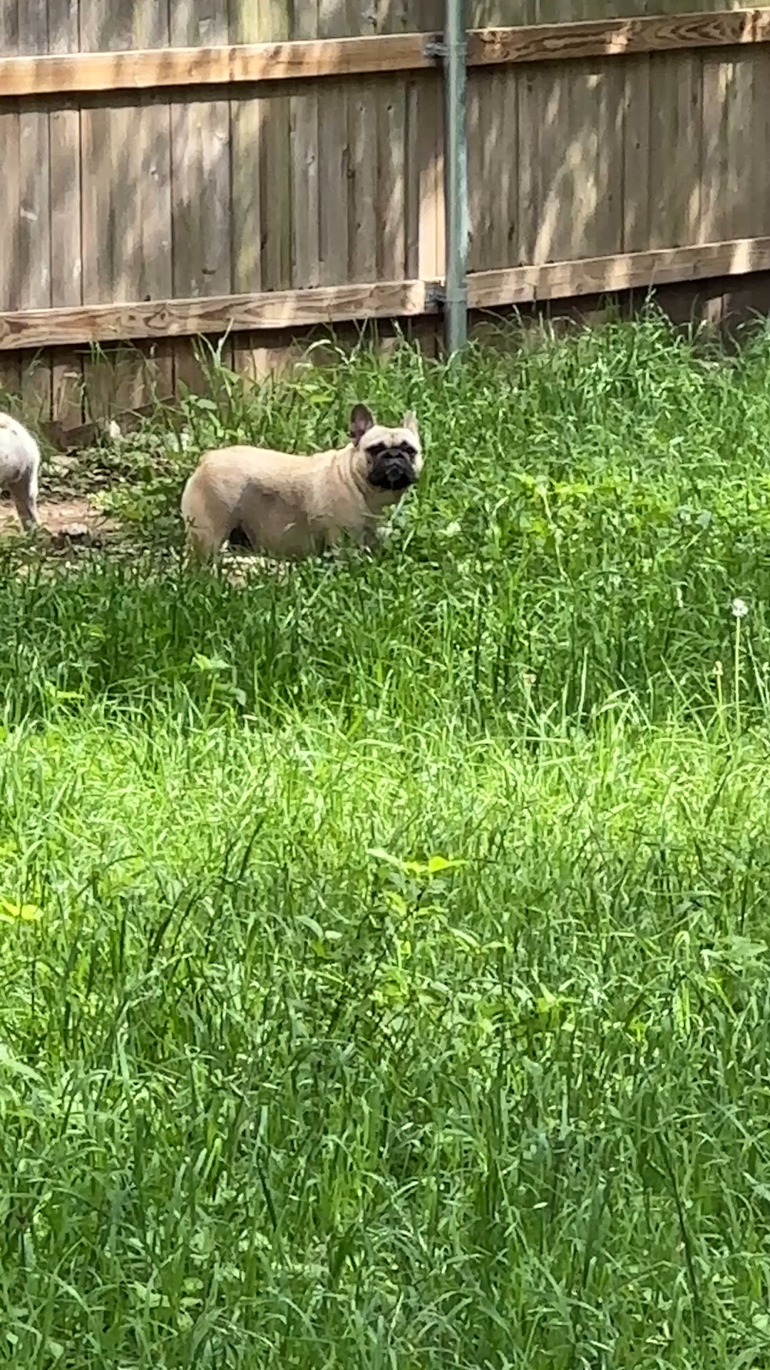 #Pets are family. I love finding fun treats and toys for our #Frenchies. But I also rescue cats and dogs as well, so everyone gets a few goodies. And why not? Life is short! And #furbabies are so good for your soul. #mentalhealth 

#LTKmomlife
