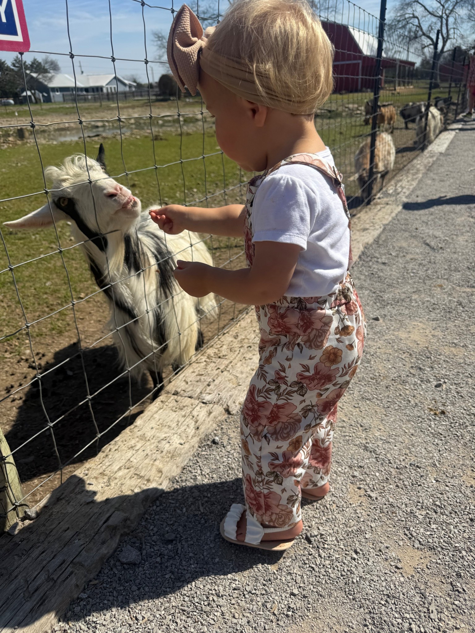 Sis loves the animals! And her outfit haha I can’t!! 😍

#LTKTravel #LTKmomlife #LTKKids