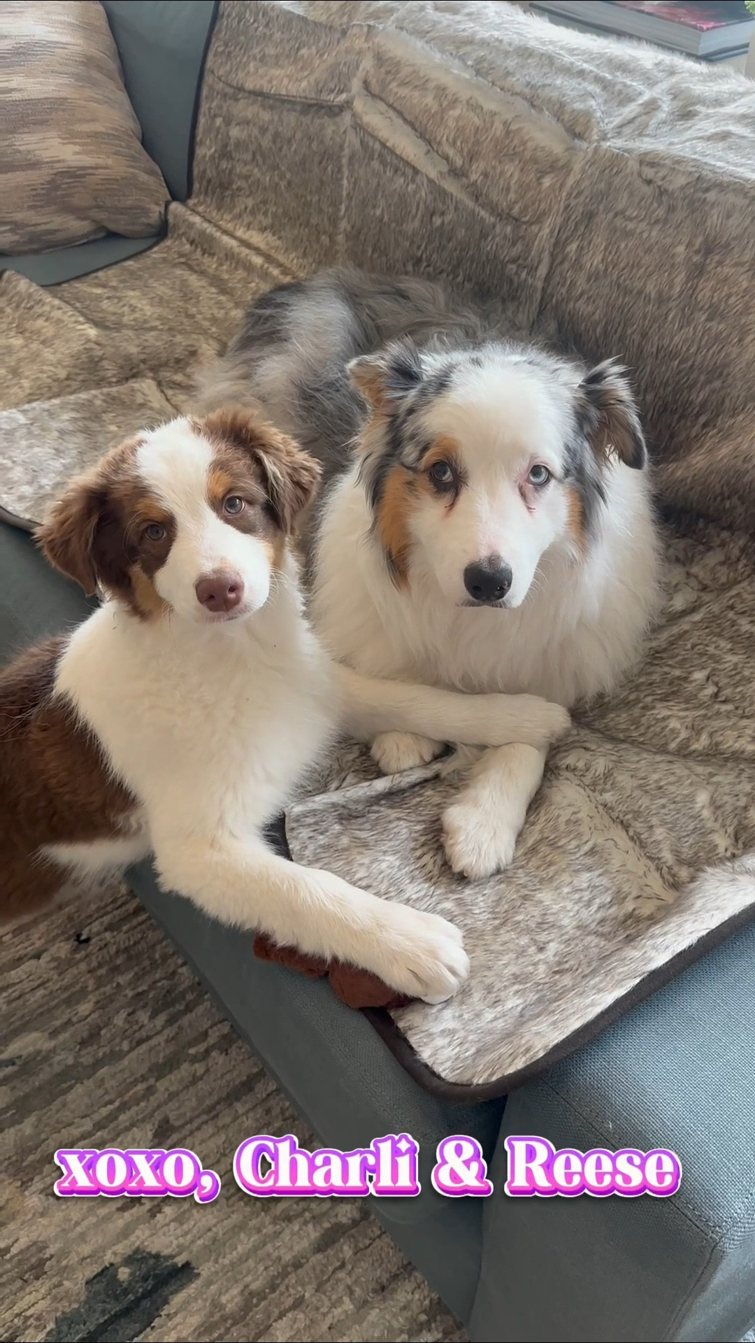 Bark Box is the best monthly dog subscription, especially if you have a puppy! For just $24/month, we get two toys and three treats. We love the different monthly toys and treats that keep our dogs entertained and happy! 

#LTKPets #LTKWatchNow