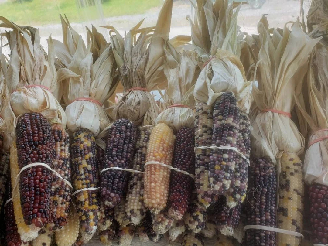 Miniature Indian Corn - Indian Fingers - Ornamental - Multi-Color | Etsy (US)