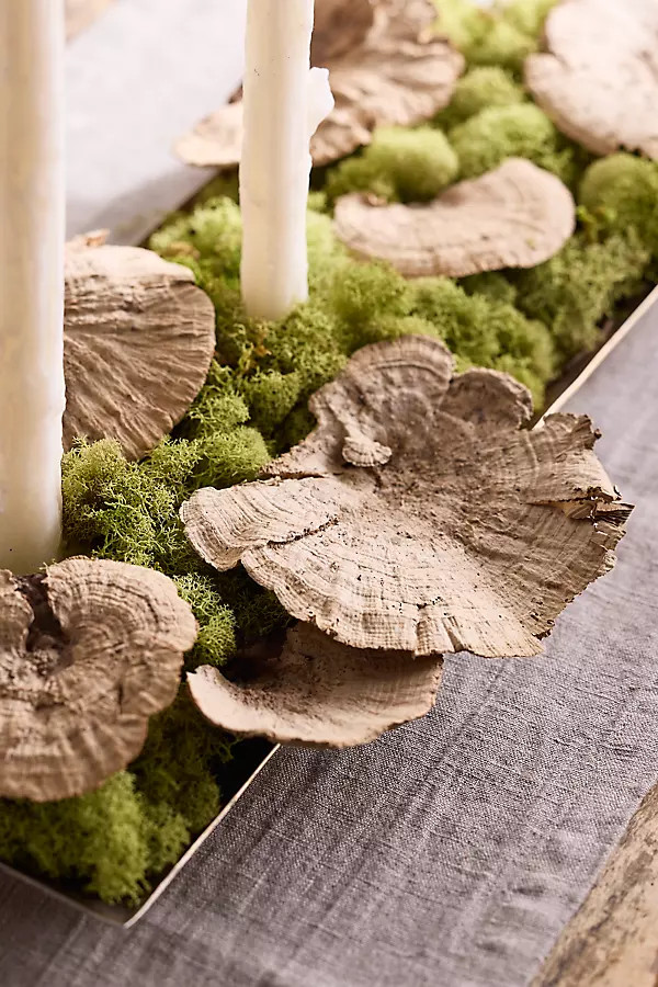 Preserved Shelf Mushrooms | Terrain