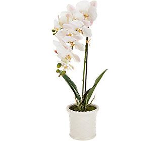 22" Orchid in Ceramic Pot with Hobnail Detailby Valerie | QVC