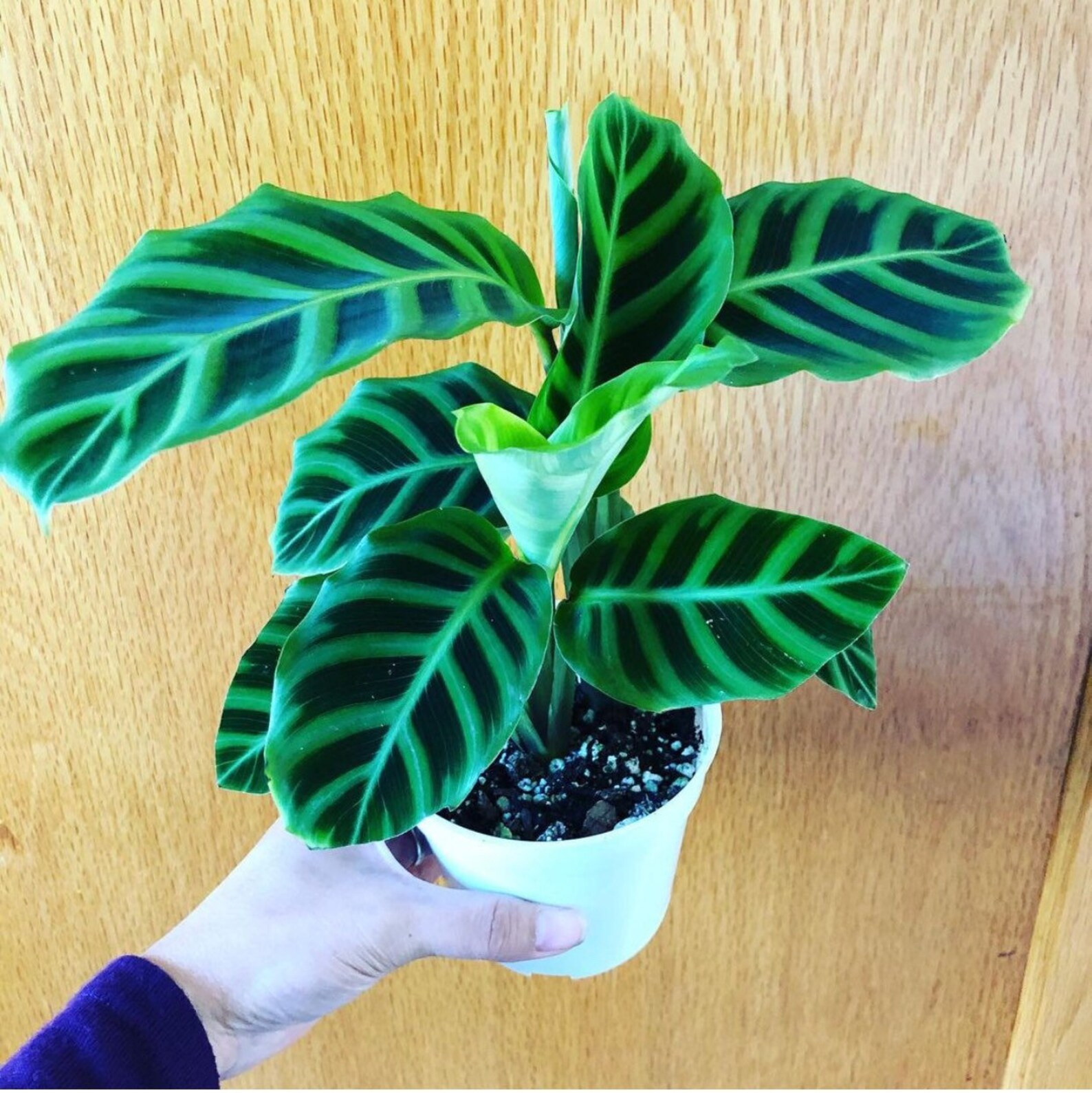 4 inch potted  about 6-8 inches tall -Calathea Zebrina in 6 inch pot -*HARD to FIND* Prayer Plant... | Etsy (US)