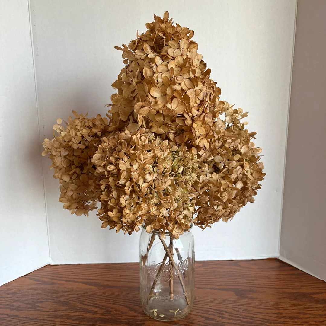 Dried Limelight Hydrangea Flowers rustic - Etsy | Etsy (US)