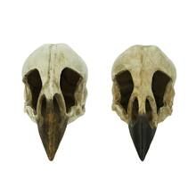 Assorted 7.8" Raven Skull Decoration by Ashland® | Michaels Stores