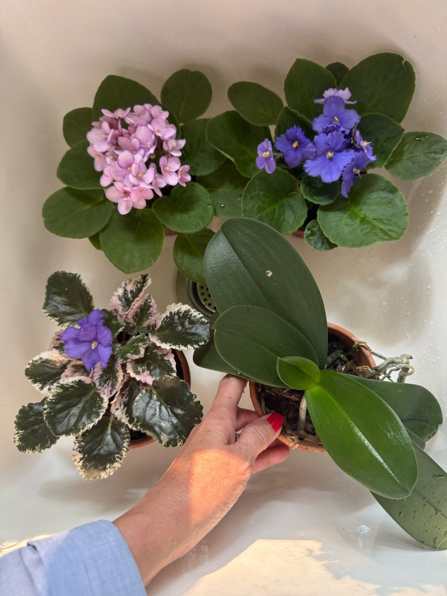 These African violets have more blooms than any I’ve ever had! All my orchids + all my plants, period, love this liquid fertilizer + thrive under its fortifying care.

#LTKdayinmylife #LTKHome #LTKmorningroutine