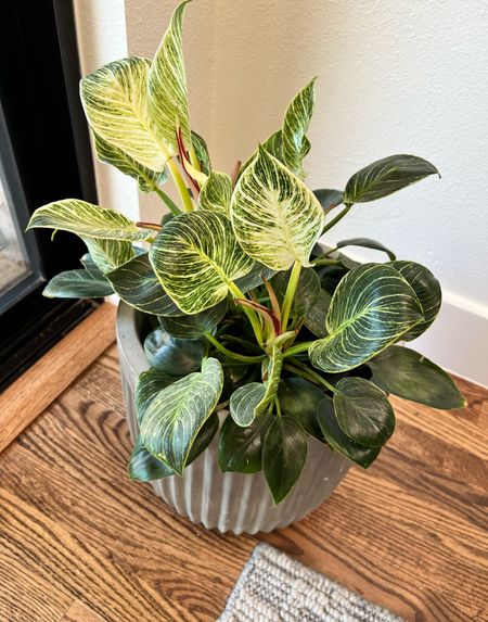 This plant has been thriving lately. I  reported it and placed it in this gorgeous, heavy concrete pot from Pottery Barn. I love the look!



#LTKhome #LTKstyletip #LTKFind