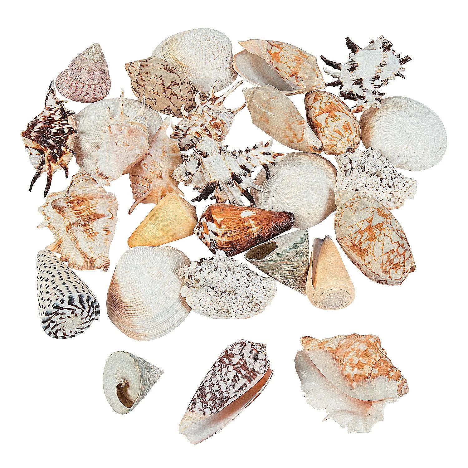 Large Size Seashell Assortment 5 Lbs - Craft Supplies - 1 Piece | Walmart (US)