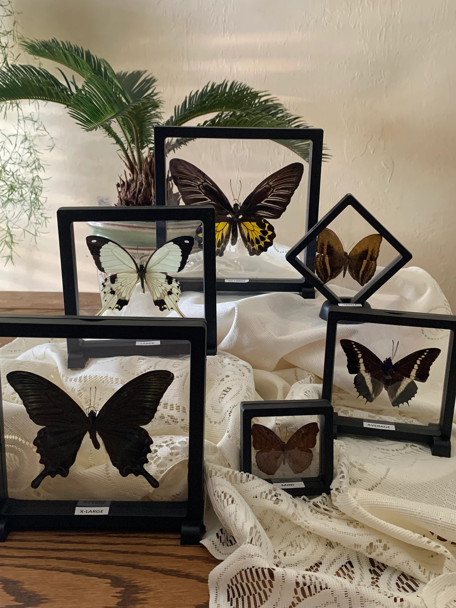 CHOOSE the Butterfly for a 3d-frame. Many Sizes Available | Etsy | Etsy (US)