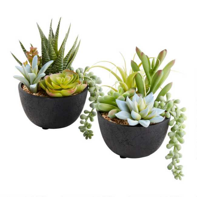 Faux Succulent Arrangements in Black Pots Set of 2 | World Market