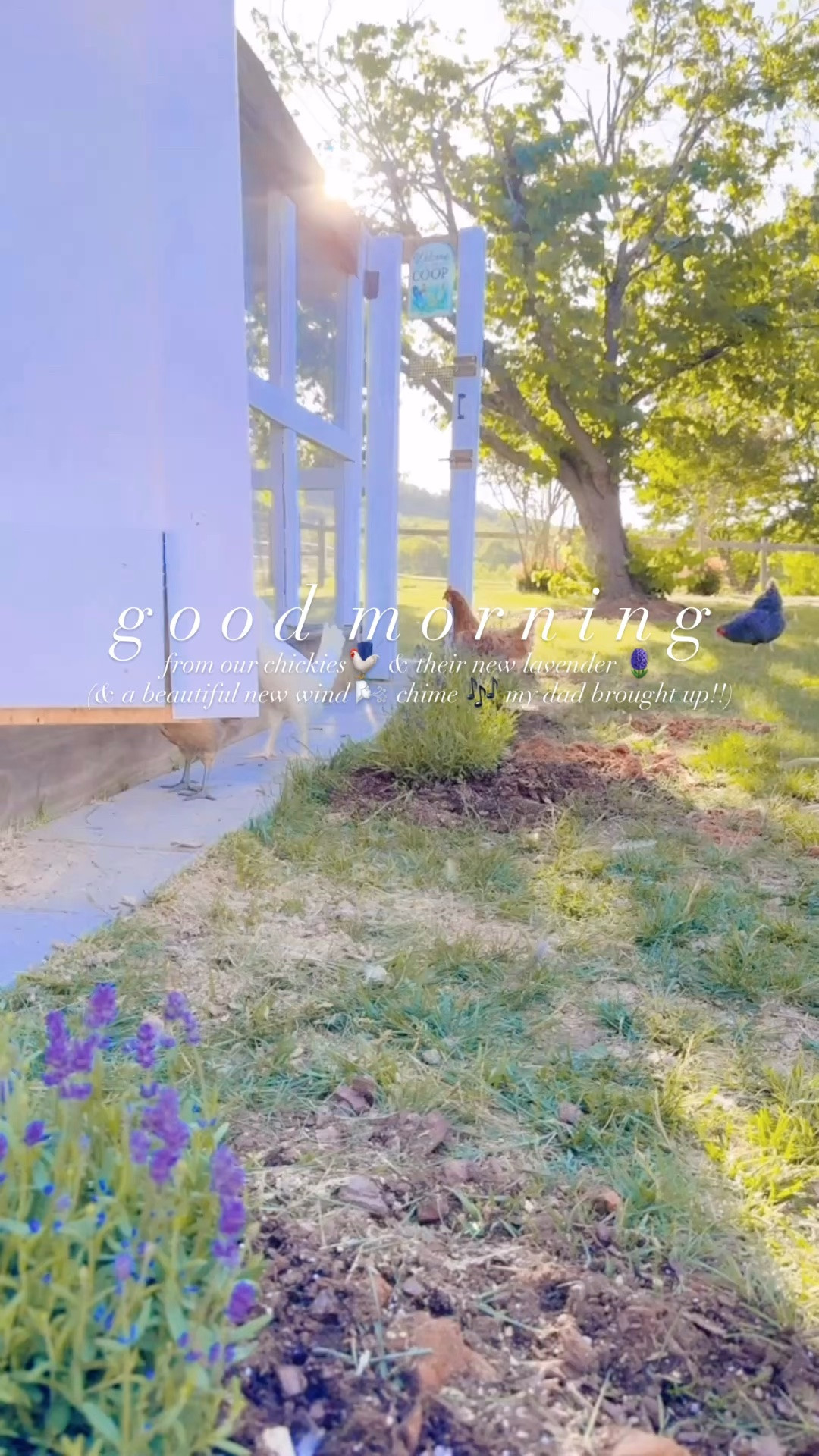 g o o d  m o r n i n g  from our chickies🐓 & their new lavender 🪻
(& a beautiful new wind 🌬️ chime 🎶 my dad brought up!!)