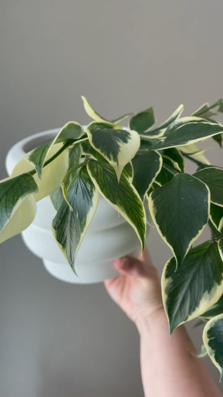 This is my fastest growing Hoya so I’ve placed it in my favorite planter! Hoya Polynueura Albomarginata 

#LTKhome #LTKFind