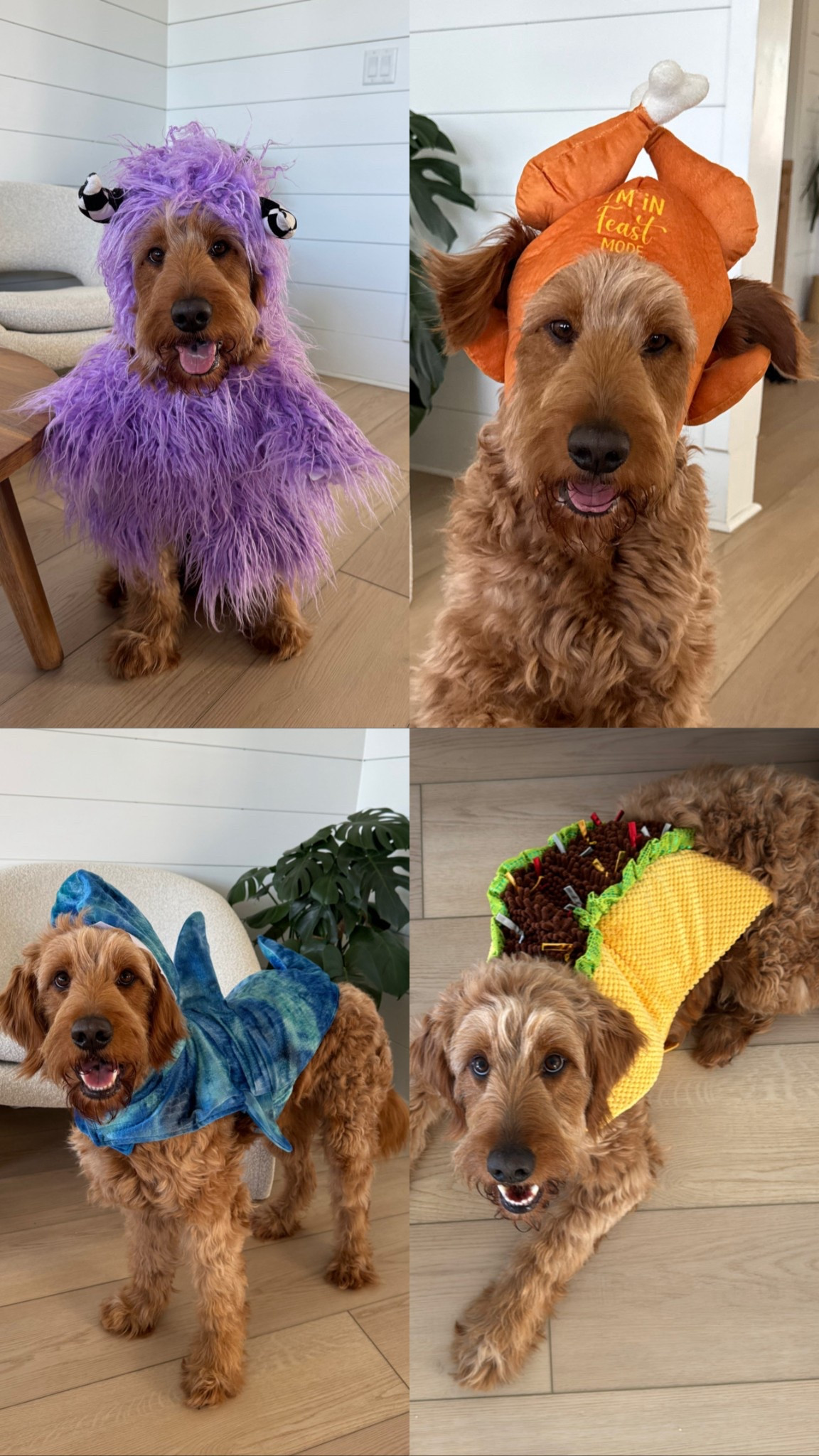 Petco has the cutest pet costumes @petco #petcopartner #ad #paidlink" or "Petco has everything you need for this halloween @petco #petcopartner #ad #paidlink

#LTKPets #LTKSeasonal #LTKHalloween