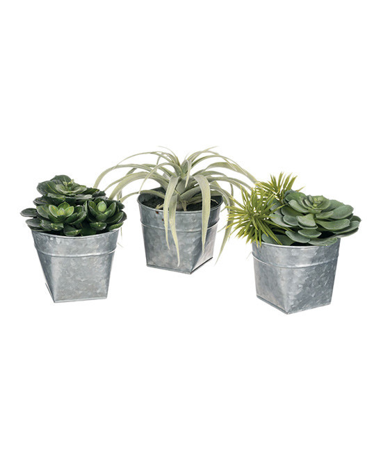 Succulents in Metal Pots - Set of Three | zulily