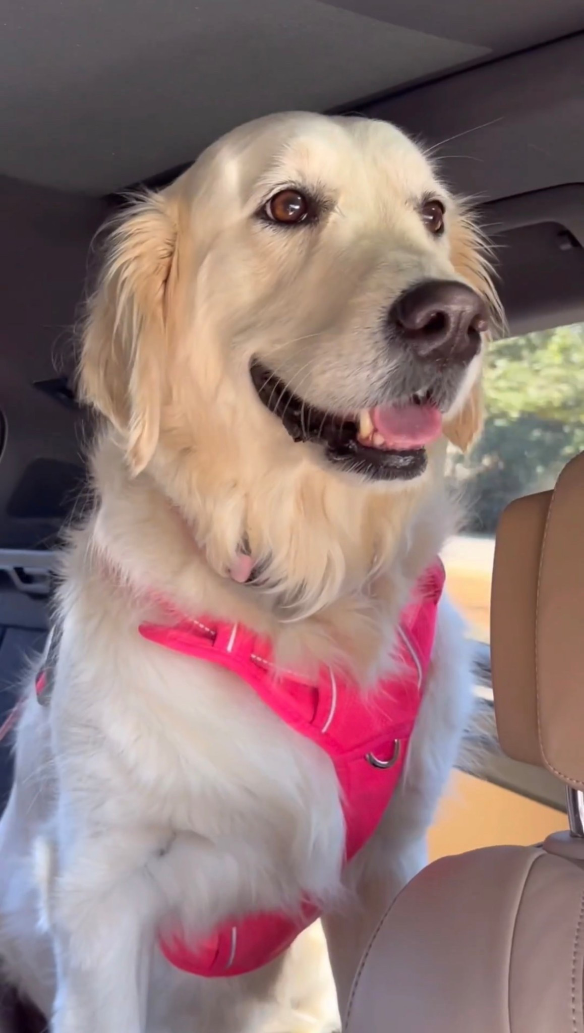 She looks so precious in her pink harness💕



Dog mom life, hot girl walk, routine, exercise, sidneymarieduke 

#LTKActive #LTKmomlife #LTKfitnessgoals