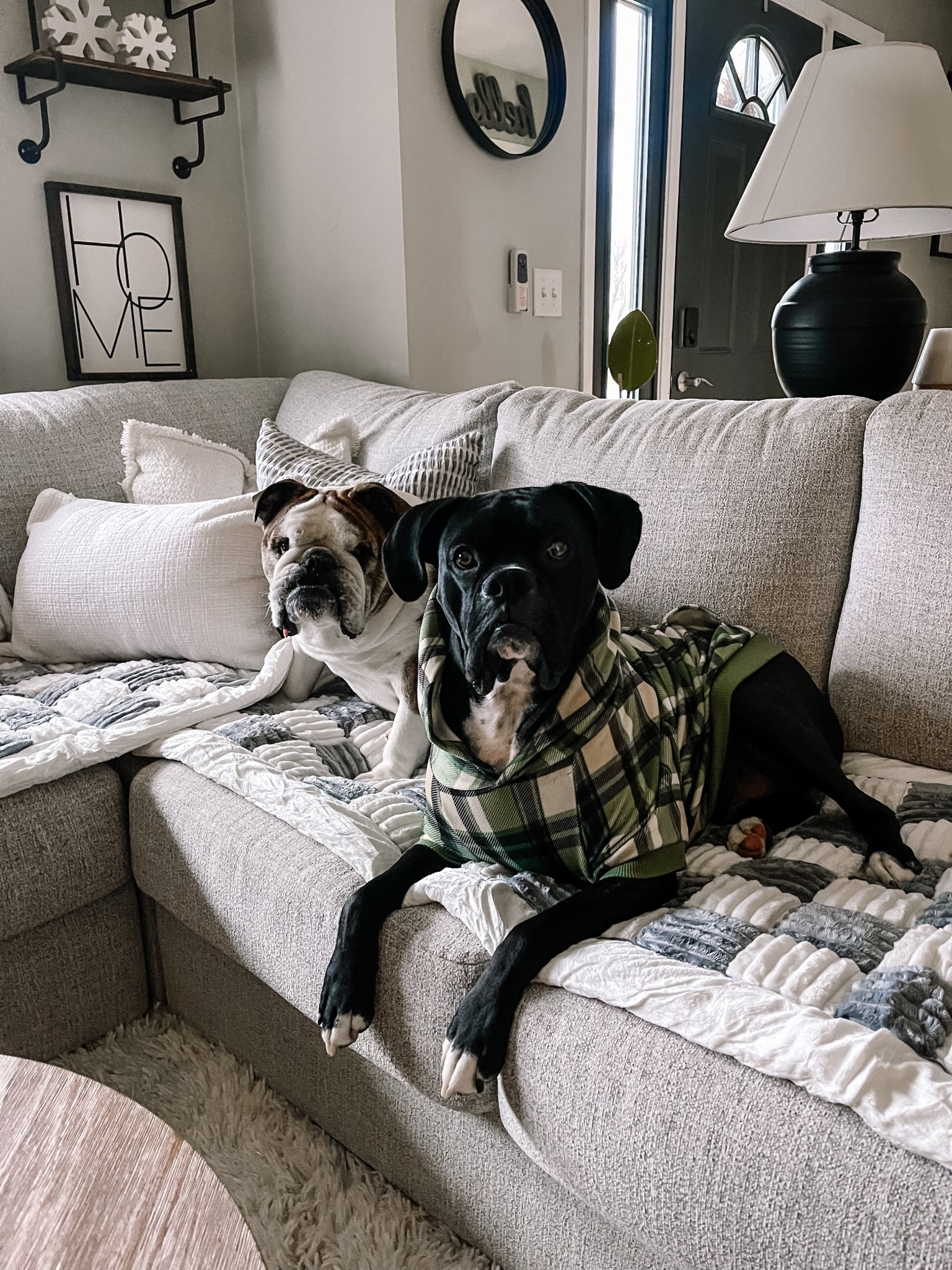 Protect your furniture with these amazing pet mats. They look great, are super soft and machine washable!  On Black Friday deal today!

#LTKHoliday #LTKCyberWeek #LTKSaleAlert