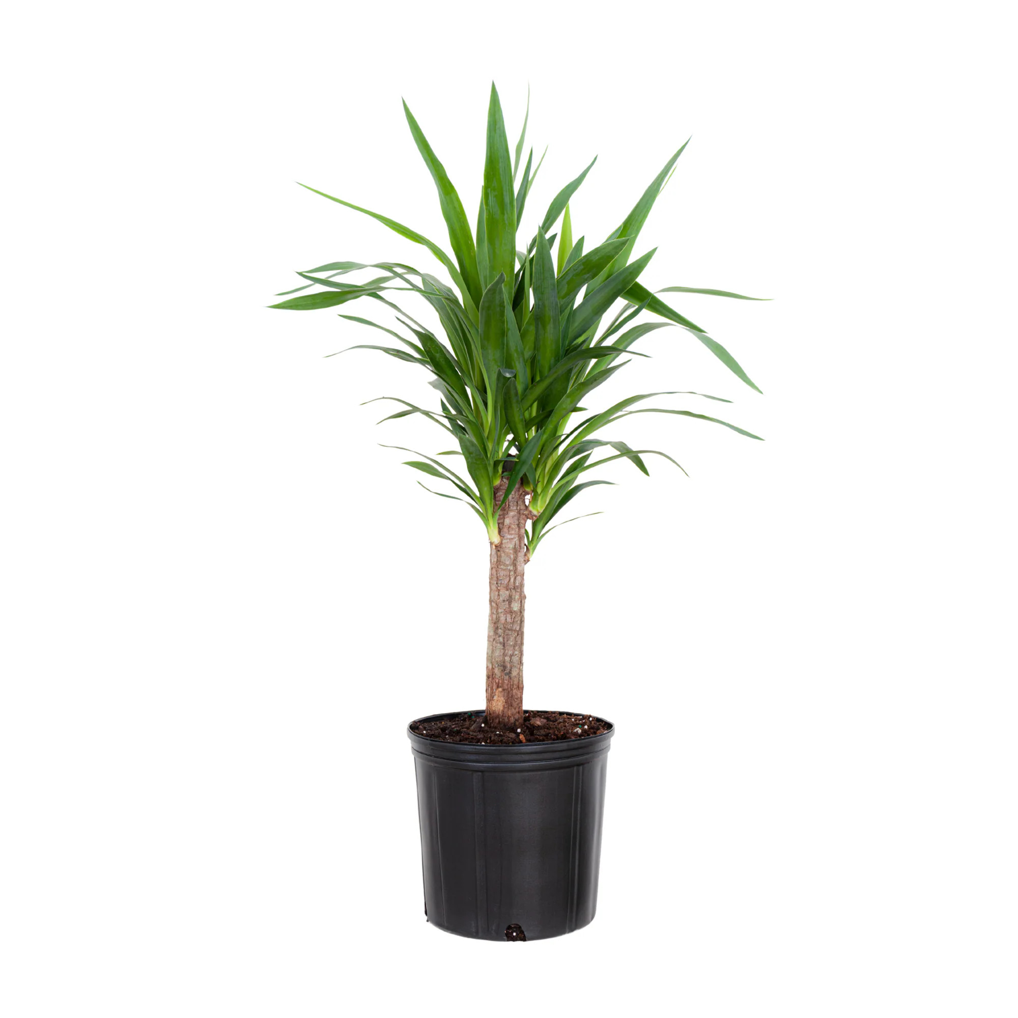 United Nursery Spineless Yucca House plant in 10 Inch(es) Pot 1.0 -Pack one_size | 72611 | Lowe's
