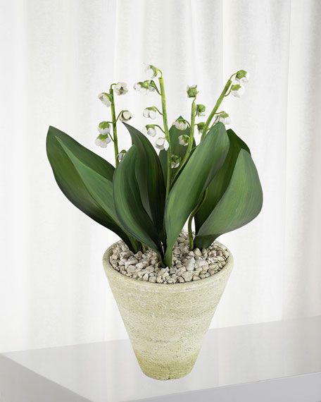 Charlotte Moss for Tommy Mitchell Lily of the Valley May Birth Flower in White Terracotta Pot | Bergdorf Goodman