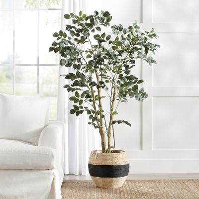 Wild Coffee Panax Tree | Grandin Road