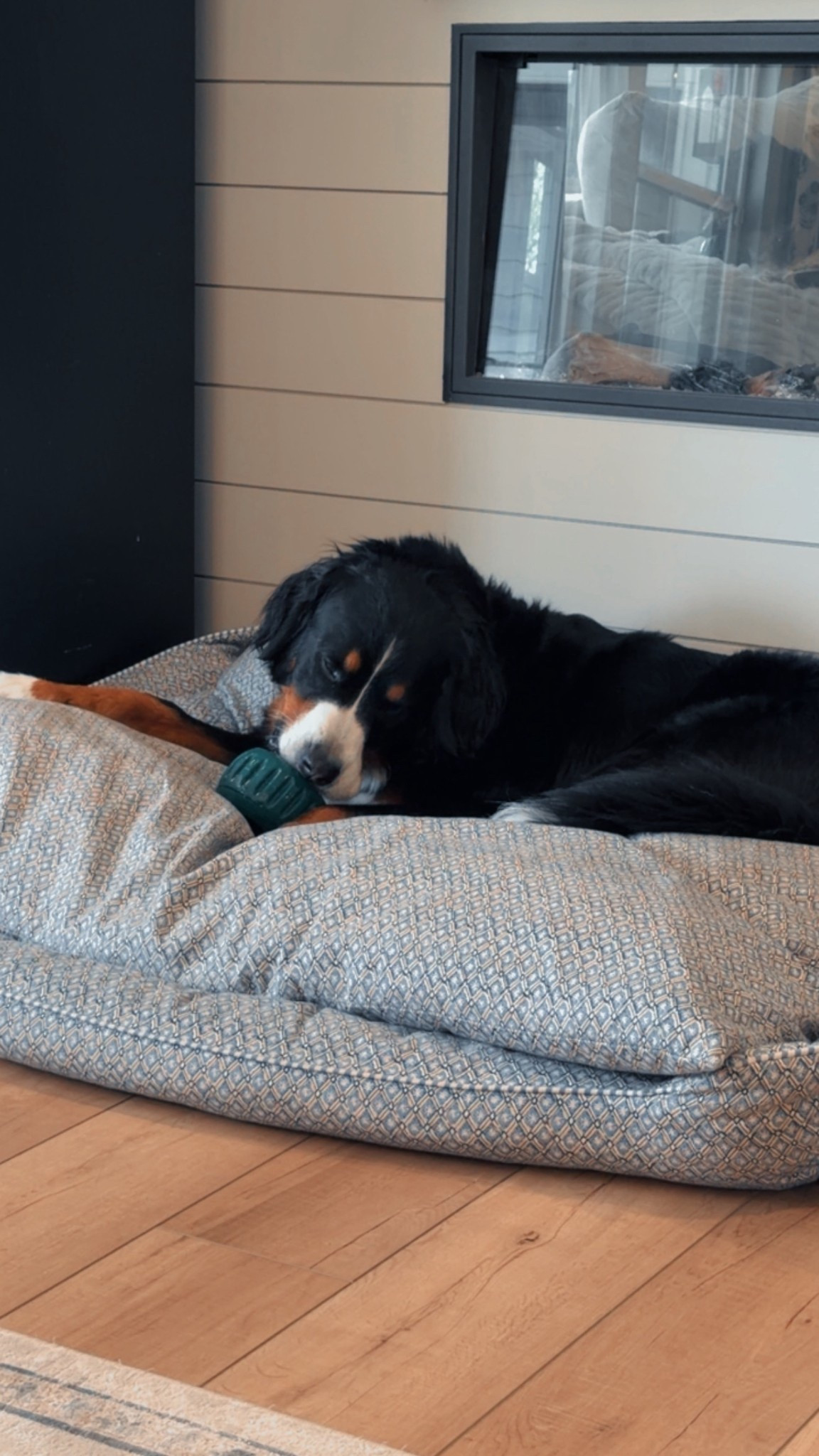 The best dog bed to ever dog bed! We have the large in the blue block print! 