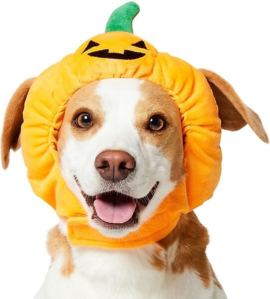 Frisco Pumpkin Dog & Cat Hat | Chewy.com
