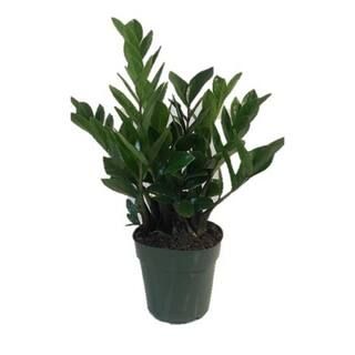 2 Gal. ZZ Plant in 10 in. Nursery Pot-ZPLAN10GRE1PK - The Home Depot | The Home Depot