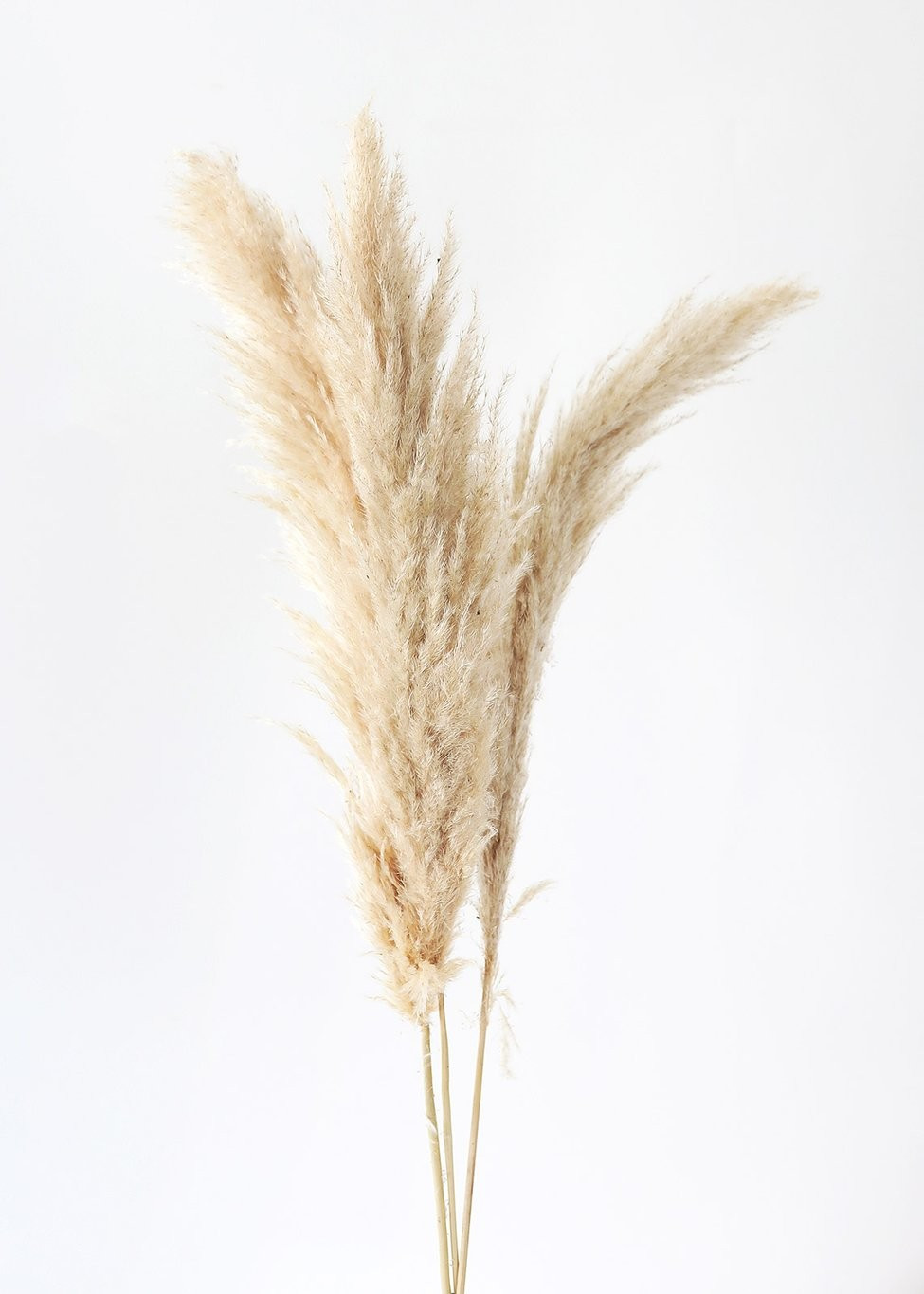 Pack of 3 - Fluffy Dried Pampas Grass in Tan - 40-42" | Afloral (US)
