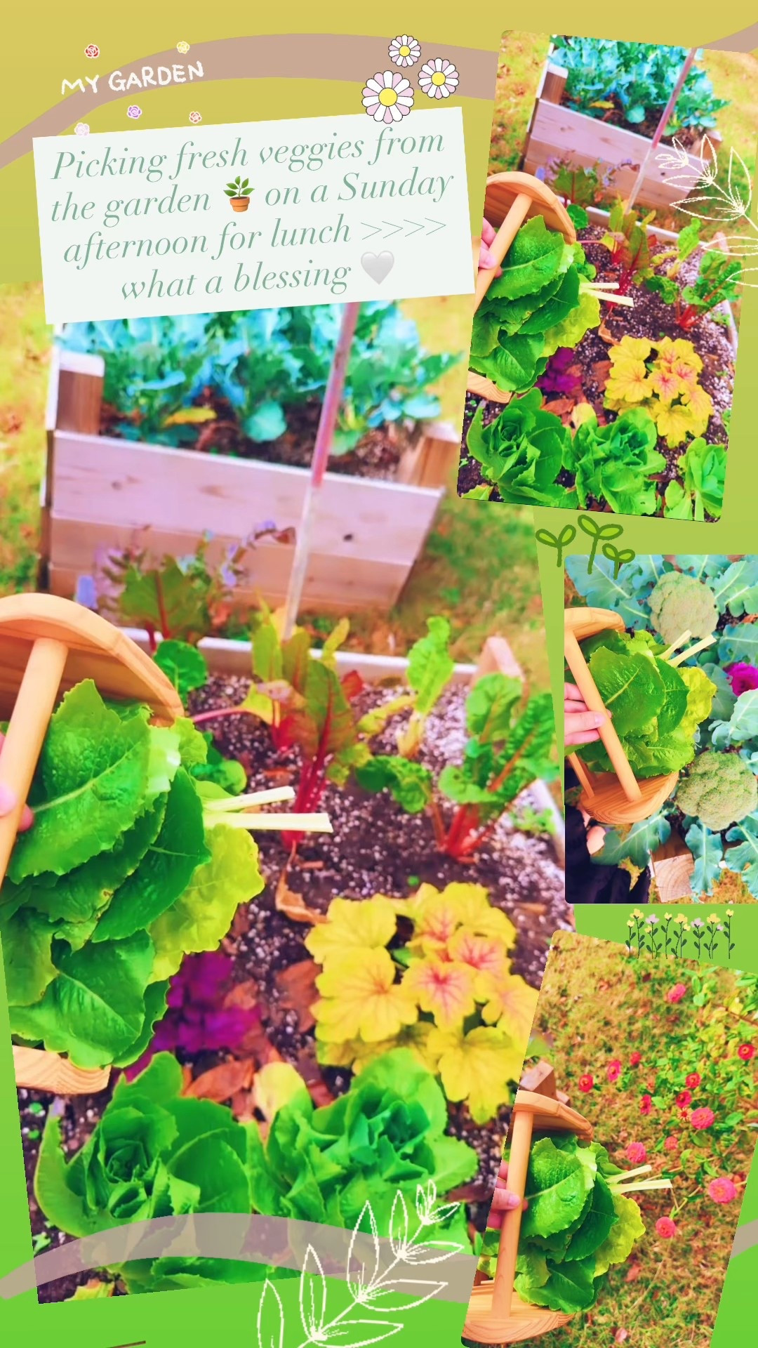 Picking fresh veggies from the garden 🪴 on a Sunday afternoon for lunch >>>> what a blessing 🥰🤍🫶🏽