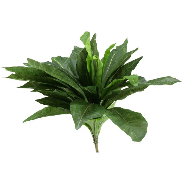 Birdnest Palm Stem | Wayfair North America