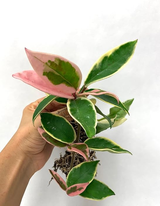 Tricolor Hoya Krimson Queen, Hoya Carnosa Variegata Tricolor Hoya Ships from CA (4" Pot) | Amazon (US)